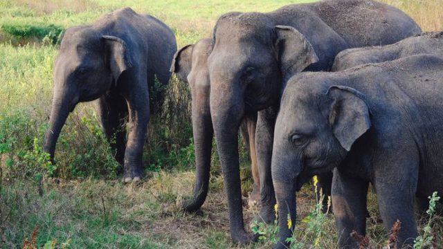 Sri Lanka Elephants