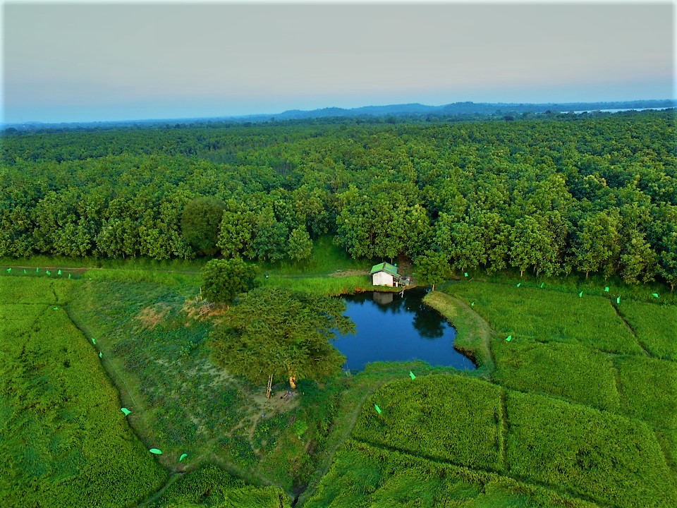 Teak forest in Kumaragama