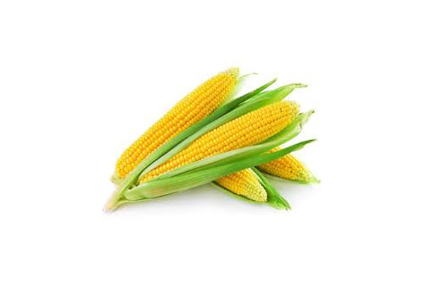 Corn-01