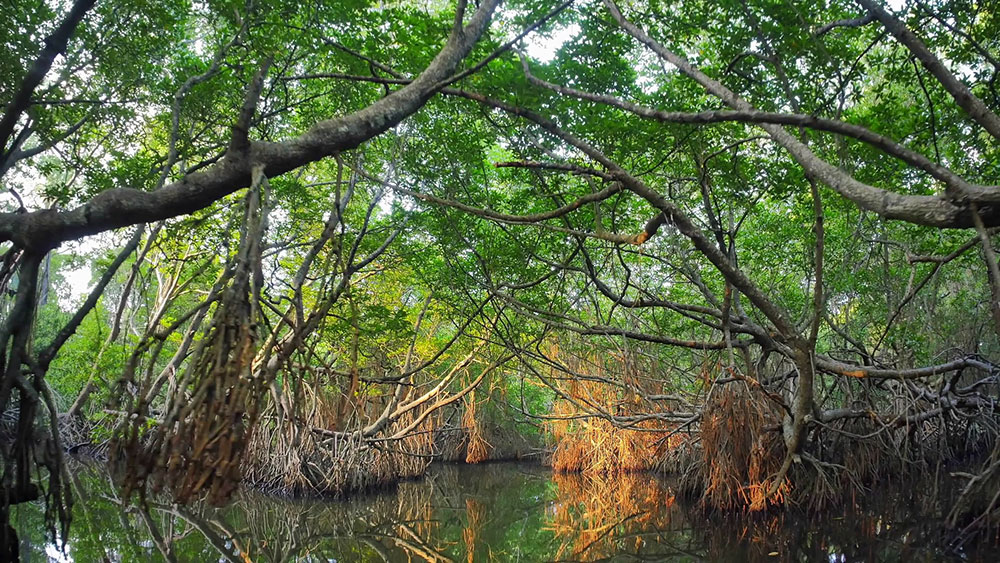 MangroveSriLanka