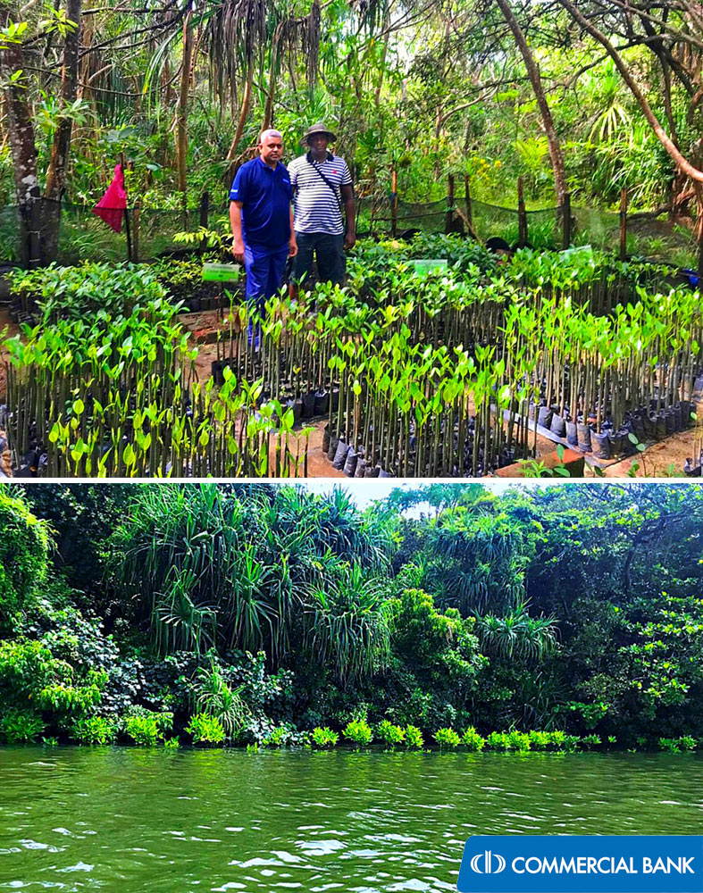 Koggala-Mangrove-Restoration-and-Conservation-Project