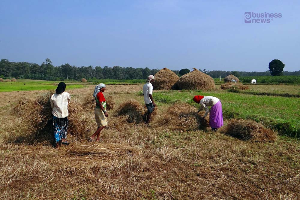 harvest.jpg