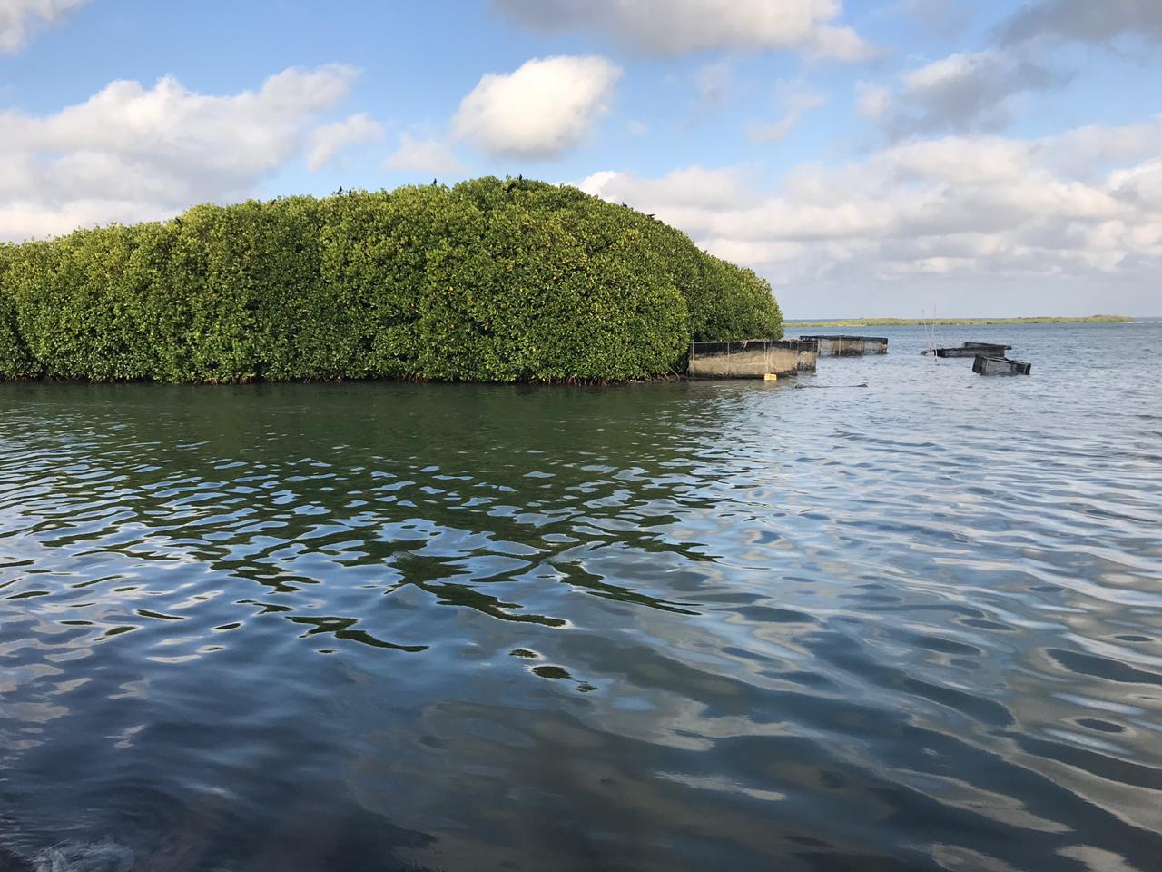 Mangroves in Kalpitiya 1