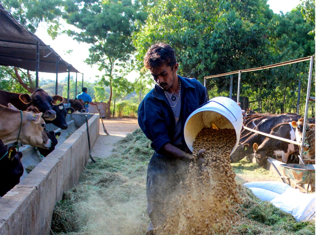 An employee preparing the feed for the Cattle