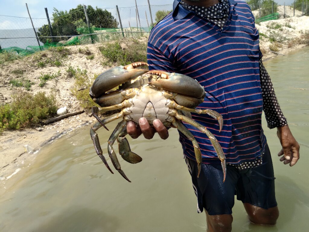 Crab Harvesting