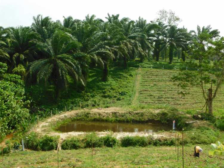 Oil Palm Plantation in South Sri Lanka (LBN Fill)