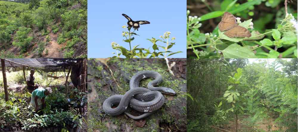 Project ‘LIFE’ enhanced the biodiversity of the area covering a large number of species (LBN)