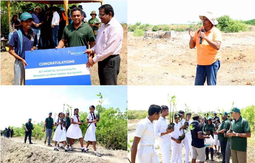 Mangroves Restrotion - Image 01 (LBN)