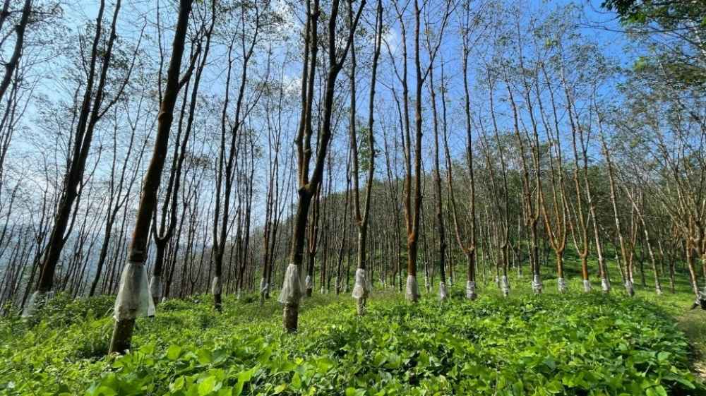 Image 02 - A rubber plantation affected by the new leaf disease. The secondary leaf fall is more than 75%. (LBN)